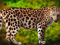 donde-vive-el-leopardo