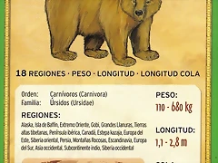 oso pardo