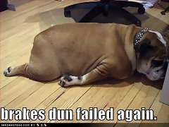 funny-dog-pictures-brakes-fail-bulldog funny-dog-pictures-brakes-fail-bulldog