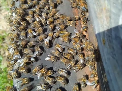 abejas en la piquera