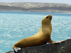 LoboMarino01