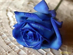 Rosa azul Rosa azul