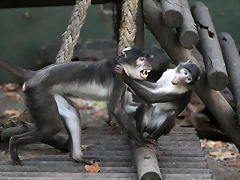 Zoo de Barcelona 12-12-2010 114 Zoo de Barcelona 12-12-2010 114