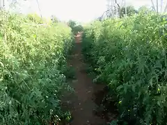 tabla de tomates en caas