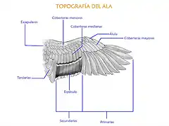 Parte del ala de un fringilido