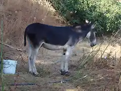 el burro