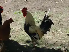 gallinas en mi corral