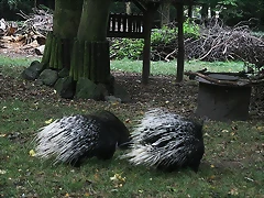 Zoos Duisburg y Krefeld 02-10-09 267 Zoos Duisburg y Krefeld 02-10-09 267