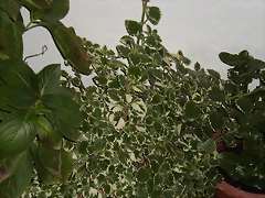 planta de incienso