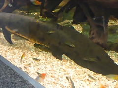 Neoceratodus forsteri 1 (4-8-17 Zoo Duisburg)
