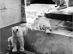 osos_polares osos_polares