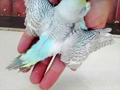 pollo1