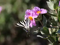 22, mariposa y flor2 marca3