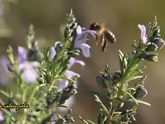 19, abeja en romero en flor, marca