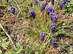 Muscari neglectum