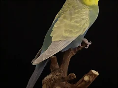Alas Claras Azul Cobalto-Violeta Cara Dorada FS Alas Claras Azul Cobalto-Violeta Cara Dorada FS