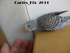 7 pollo  14-5-11
