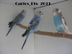 3 pollos 14-5-11