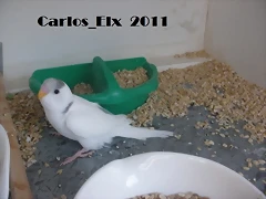 4 pollo 14-5-11