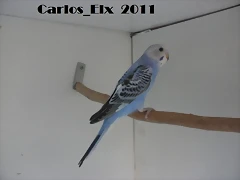 3 pollo 14-5-11