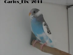 1 pollo  14-5-11