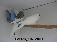 4  mayores 14-5-11