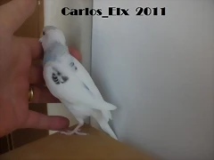 5  pollo  14-5-11