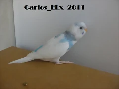 6 pollo  14-5-11