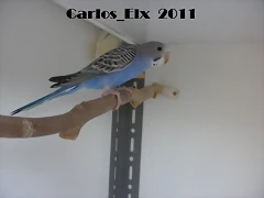 2 pollo  14-5-11