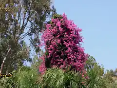 08, ciprs y planta trepadora 2, marca