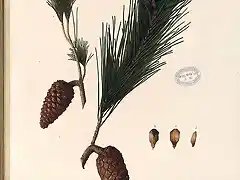 pinus halepensis flora forestal espa?ola
