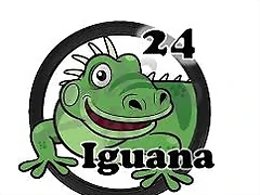 iguana