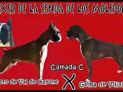 gema de villalba x fausto de val de cayone