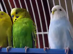 amarillo, Kraus y Lilu.