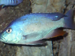 Nimbochromis livingstonii macho (20-11-13 Cosmocaixa) Nimbochromis livingstonii macho (20-11-13 Cosmocaixa)