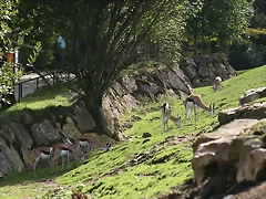 Beauval agost 2010 1163 Beauval agost 2010 1163