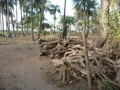 Gambia