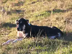 perro pastor