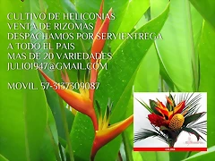 LOGOS HELICONIAS