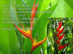 LOGOS HELICONIAS (3)