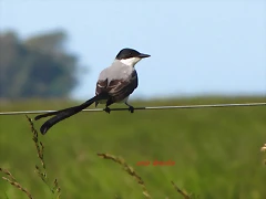 tijereta