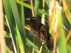 varillero-ala-amarilla.jpg-