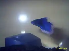 betta met