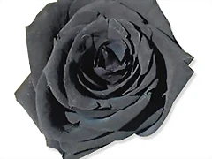 Rosa negra Rosa negra