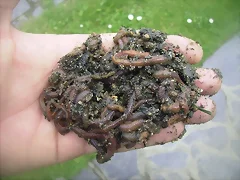 xorra xorra