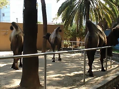 DSC04530 DSC04530