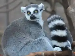 LEMUR DE COLA ANILLADA 2