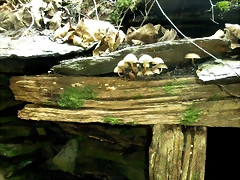 DSCN1140 DSCN1140
