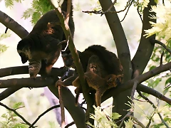 Zoo Barcelona, Faunia y Safari Madrid 783 Zoo Barcelona, Faunia y Safari Madrid 783