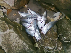 Foto0265